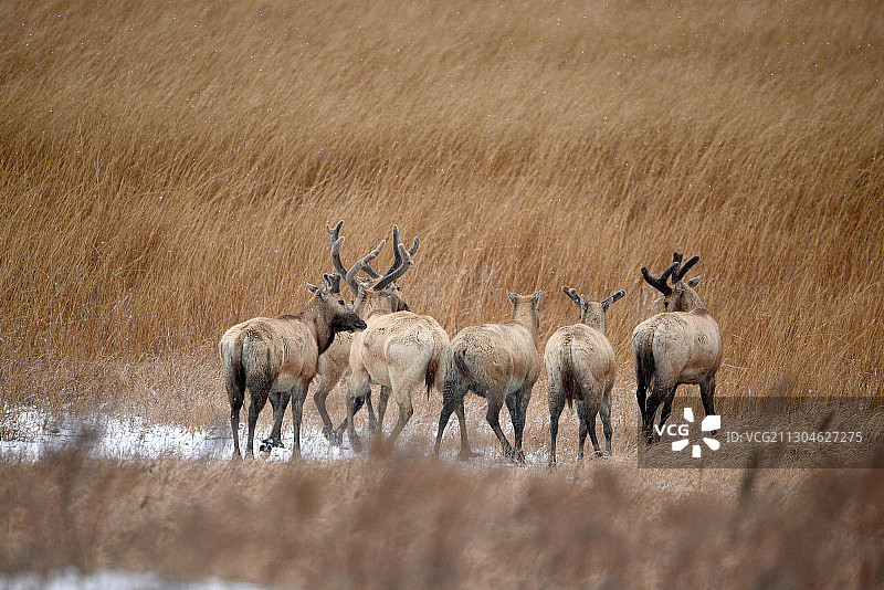 中国黄海之滨江苏省盐城市大丰麋鹿国家级自然保护区野生麋鹿群图片素材