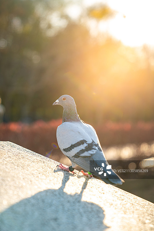 北京海淀玉东园里的鸽子图片素材