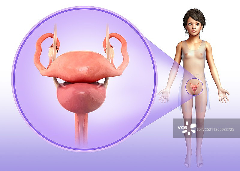 女性生殖系统，说明图片素材
