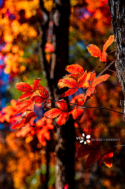 秋季的中国长春南湖公园红叶景观图片素材