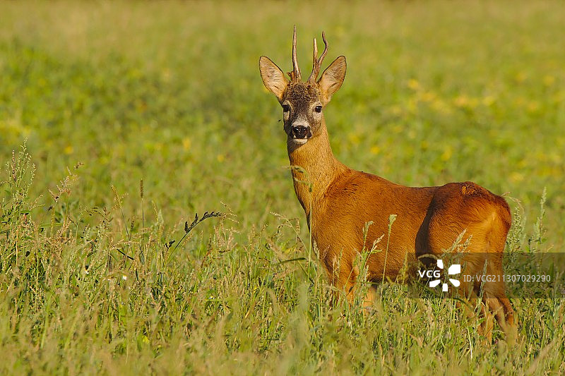 斯洛伐克，鹿站在田野上的肖像图片素材