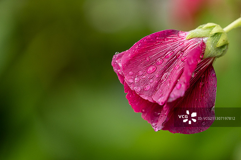 湿粉色玫瑰花的特写图片素材