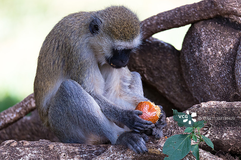 猴子在岩石上吃东西的特写图片素材