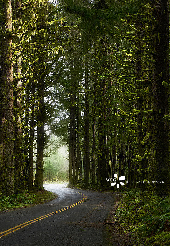 空旷的道路在树林中，奥林匹克国家公园，美国图片素材
