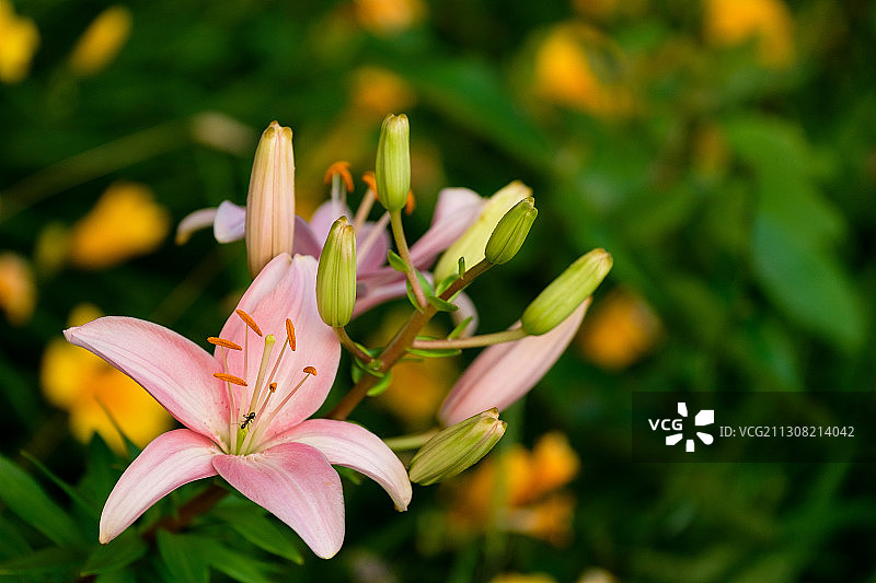 粉红色开花植物的特写，特拉华州，美国，美国图片素材