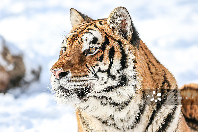 雪景中老虎的特写镜头图片素材
