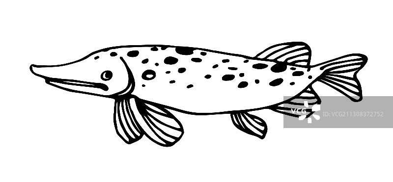 河中有斑点的淡水梭鱼图片素材
