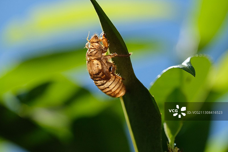 植物上的蜗牛特写，田纳西州，美国图片素材