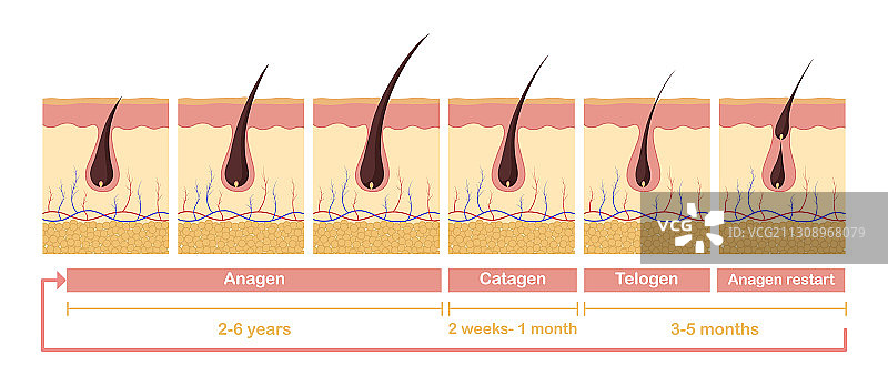毛发生长周期结构图图片素材