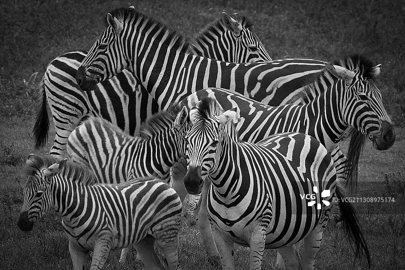 高角度的斑马站在田野，西区，东开普省，南非图片素材