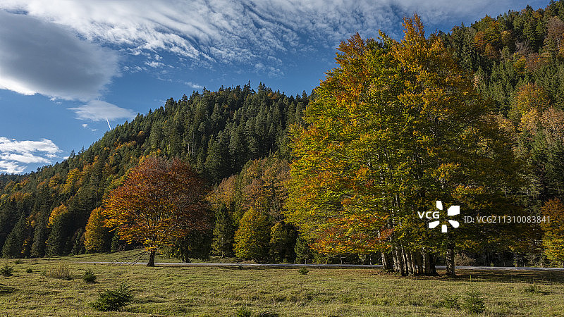 秋天，德国Bayrischzell的田野上的树木映衬着天空图片素材