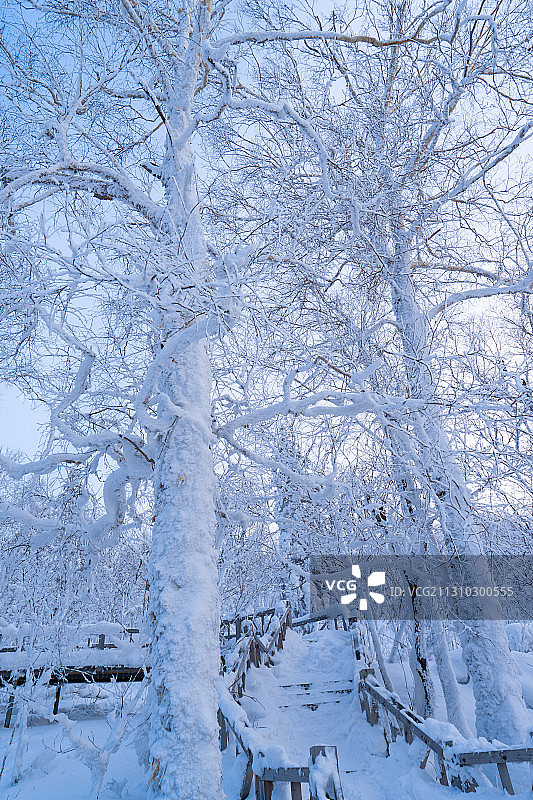 东北积雪覆盖树木图片素材