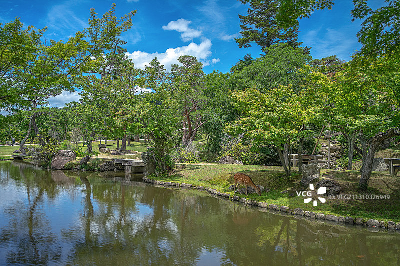 蓝天下，日本奈良公园的绿地图片素材