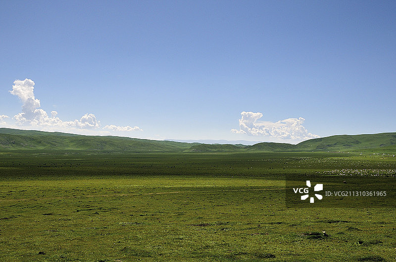 青藏高原天然牧场图片素材