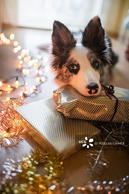 特写纯种牧羊犬与圣诞礼物地板，波兰图片素材