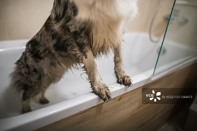 波兰自家浴缸里一只纯种狗泥泞的爪子的特写图片素材