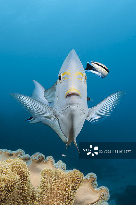 澳大利亚大堡礁，长刺尾鱼，清洁濑鱼清洁图片素材