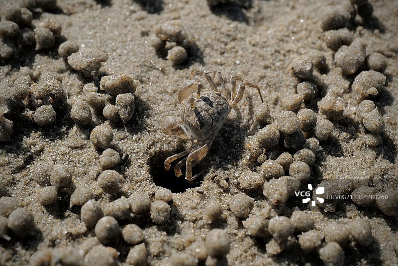 三亚湾海滩上的招潮蟹。图片素材