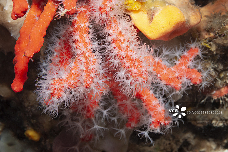 珍贵珊瑚，红色珊瑚，费列尼尔群岛，米底斯群岛，科斯塔布拉瓦，地中海，西班牙图片素材