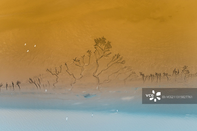 一群白鹭飞过滩涂湿地上空，湿地滩涂退潮时候就像森林一幅水墨画图片素材