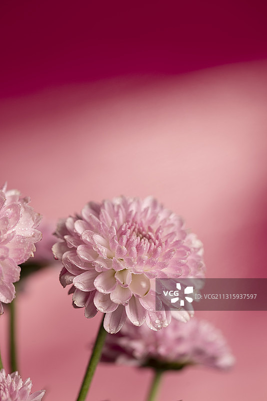粉色菊花图片素材