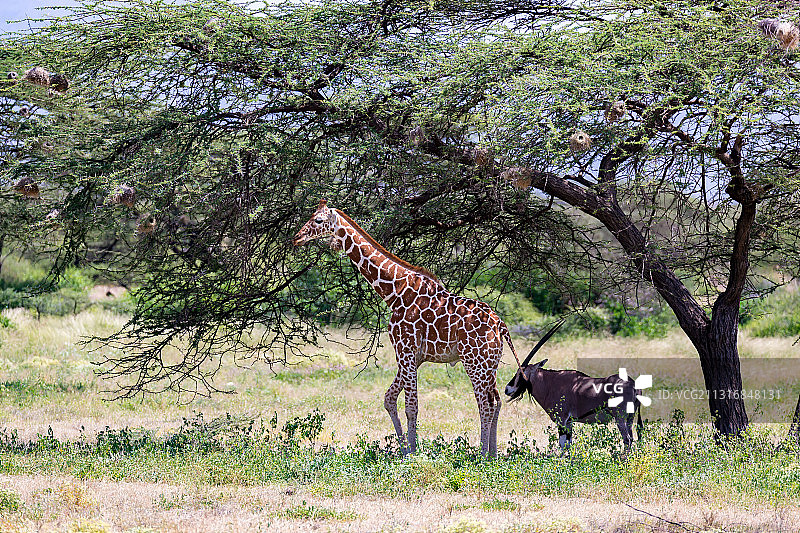 长颈鹿站在草地上的侧视图图片素材