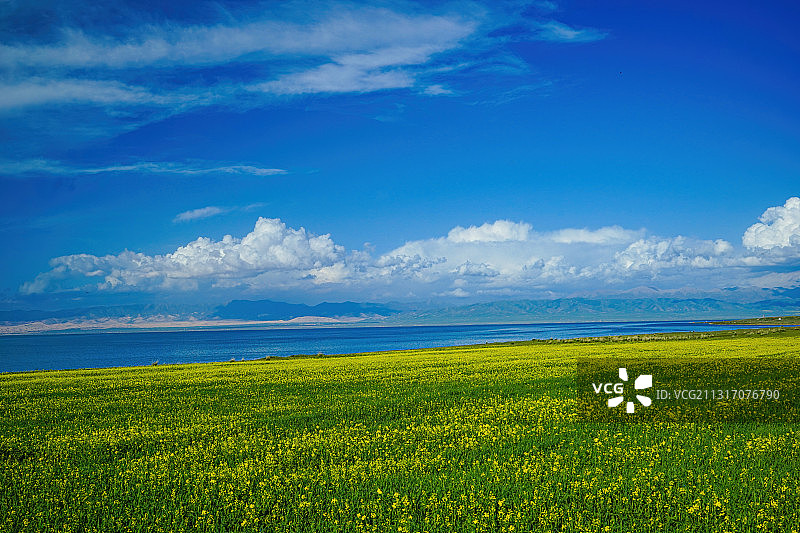 美丽的青海湖和一望无际的油菜花图片素材