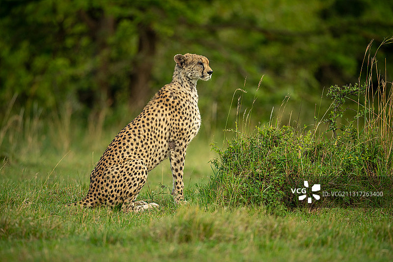 猎豹坐在树木附近的草地上，埃塞特，肯尼亚图片素材