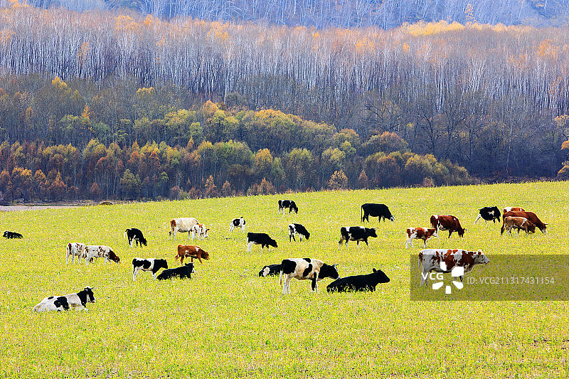 大兴安岭林间牧场牛群图片素材