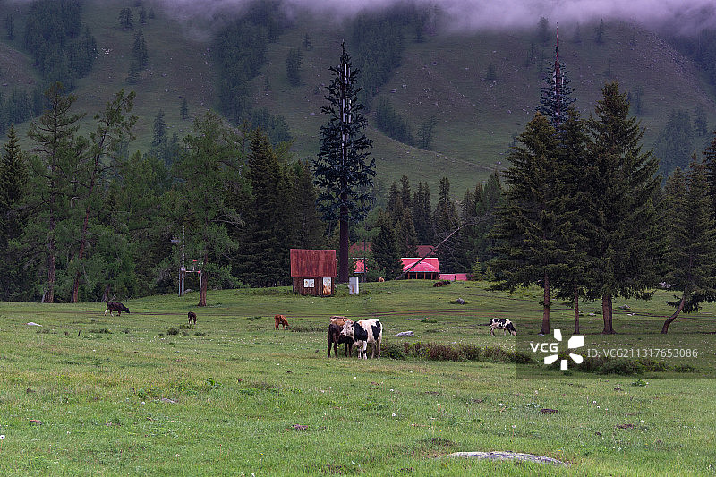 新疆 北疆 伊犁哈萨克 阿勒泰 喀纳斯 森林雪山草原 景区图片素材
