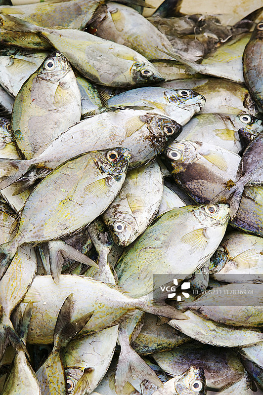 图瓦卢富纳富提海域捕获的热带鱼。图片素材