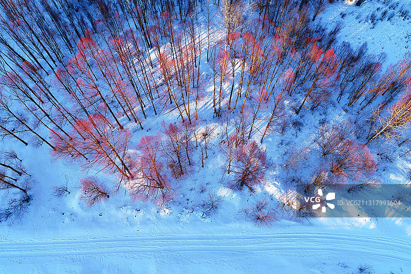 航拍雪原红柳树林雾凇图片素材