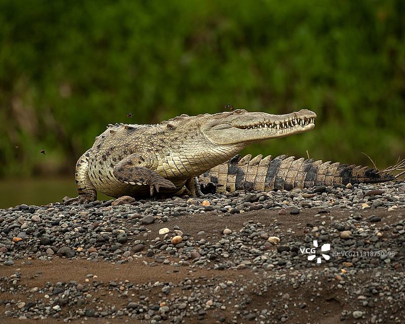 岩石上的蜥蜴特写，阿拉胡埃拉省，博卡塔帕达，哥斯达黎加图片素材