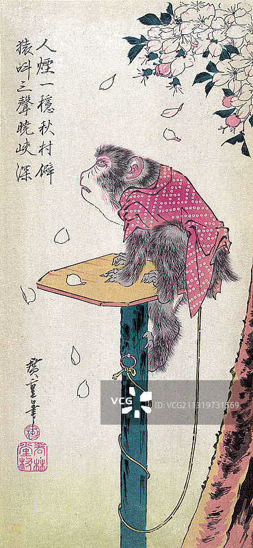猴子看樱花落，19世纪图片素材