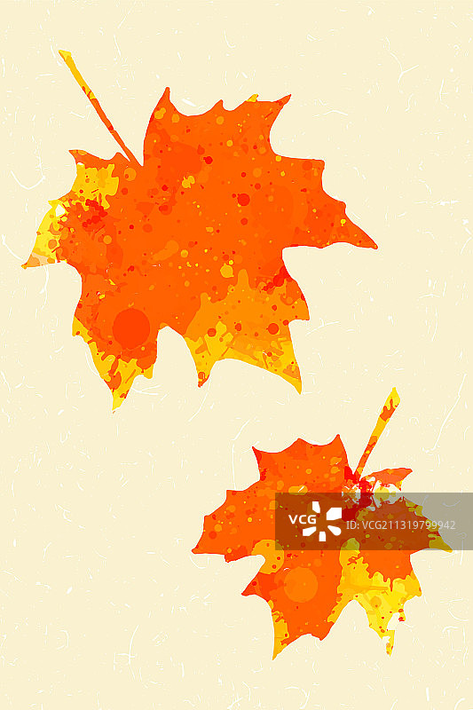 秋天的枫叶图片素材
