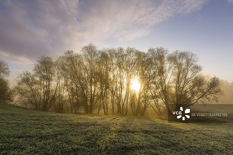 德国勃兰登堡奥德布鲁赫，晨雾中的柳树图片素材
