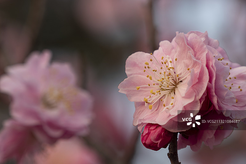 春天樱花盛开樱花花朵图片素材