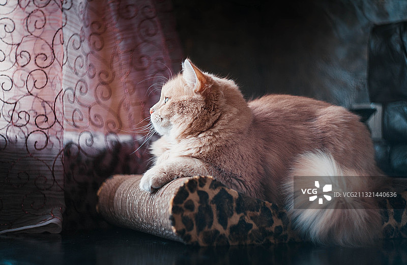 白俄罗斯，猫在沙发上休息的特写图片素材