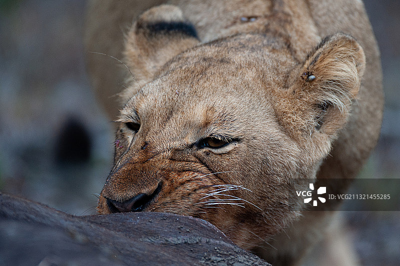 南非，狮子在树上休息的特写图片素材