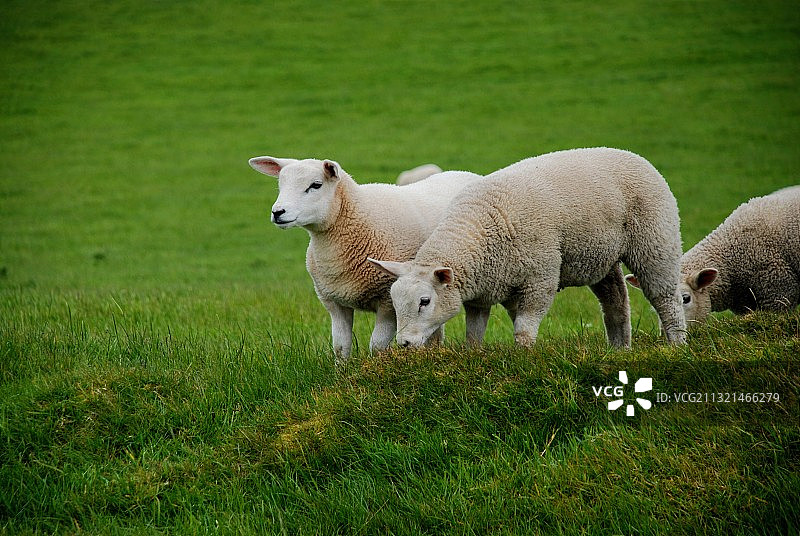 一只绵羊站在草地上图片素材