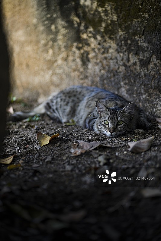 猫坐在地上的特写，阿默德纳加尔，马哈拉施特拉邦，印度图片素材