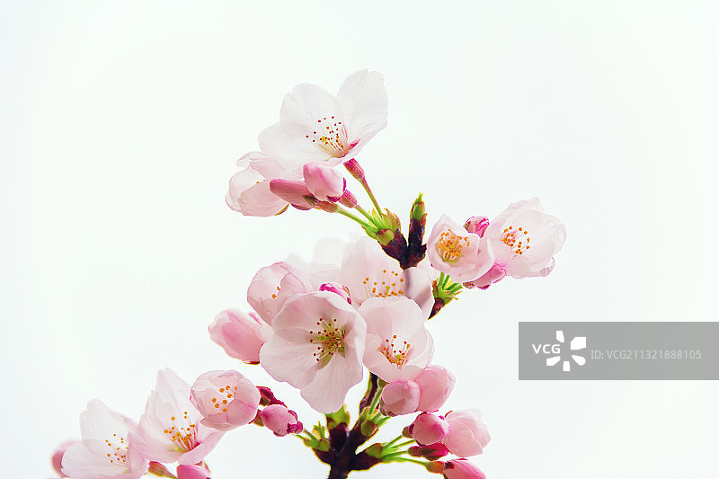 樱花带雨+南京图片素材