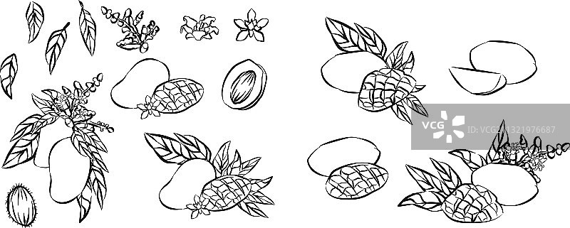 芒果水果集雕刻有机食品手绘图片素材