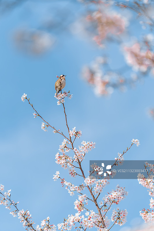 春日樱花枝条上的鸟特写图片素材