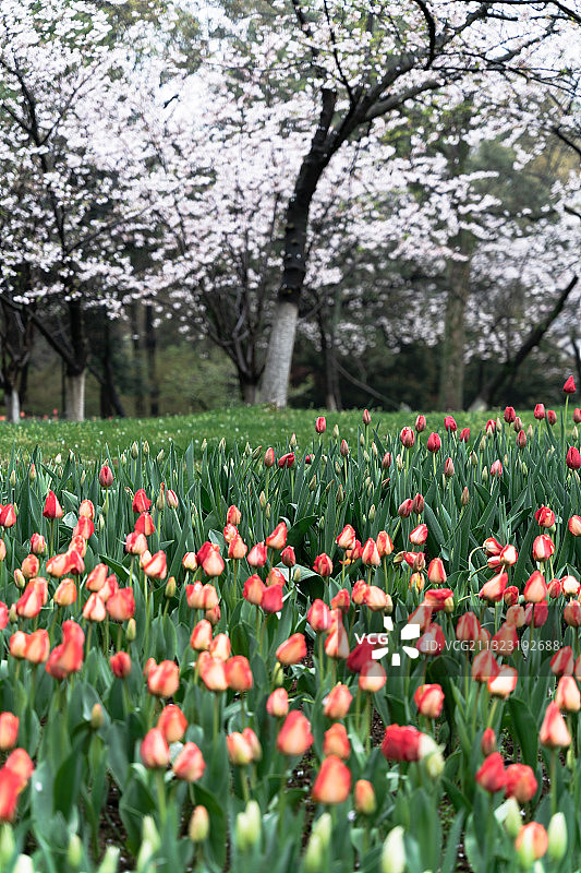 杭州太子湾公园春天的郁金香与樱花图片素材