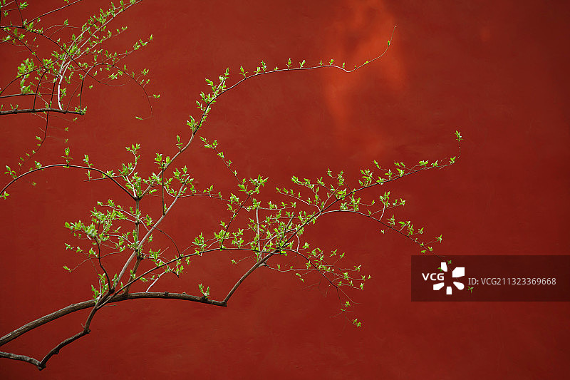 春天,生长,清新,红墙,中国风图片素材