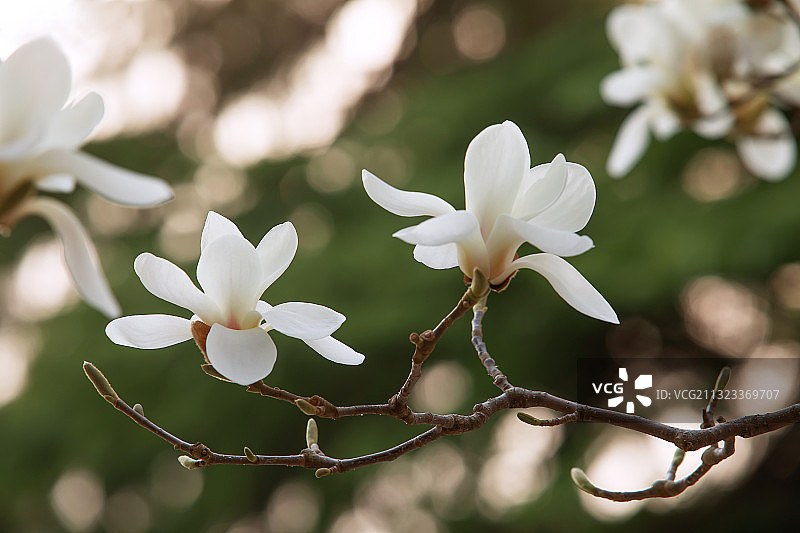 白玉兰,春天,鲜花盛开,自然美图片素材