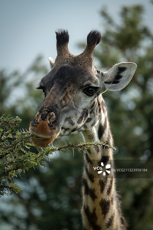长颈鹿对树的特写，Koyaki，肯尼亚图片素材