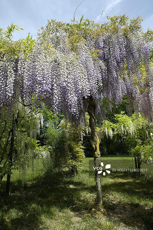 中国紫藤(wisteria chinensis)图片素材
