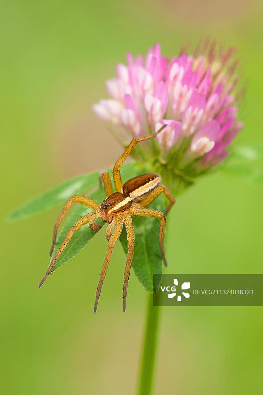 叶蜘蛛，红三叶草，莱茵兰-普法尔茨，德国，欧洲图片素材
